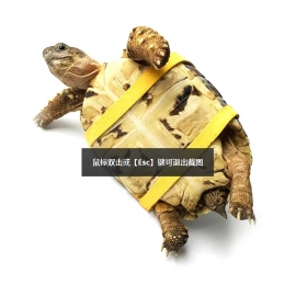 Pet Training Leash Gerbil Cage Cotton Rope Harness Collar Hamster Turtle Traction Rope Small Pet Supplies Wholesale